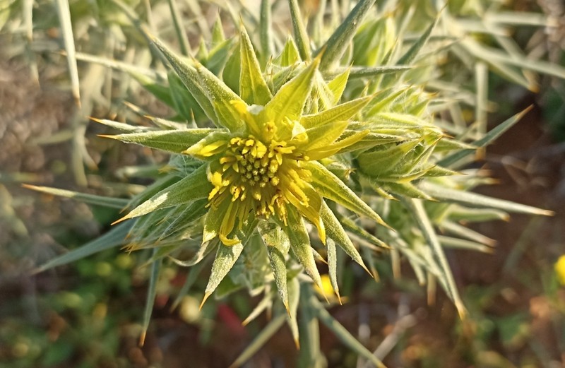 Heterorhachis aculeata photo 6