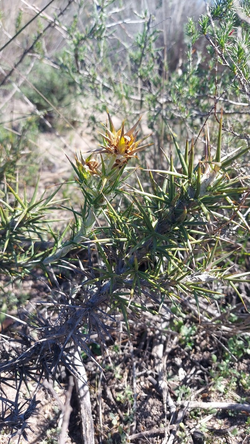 Heterorhachis aculeata photo 7