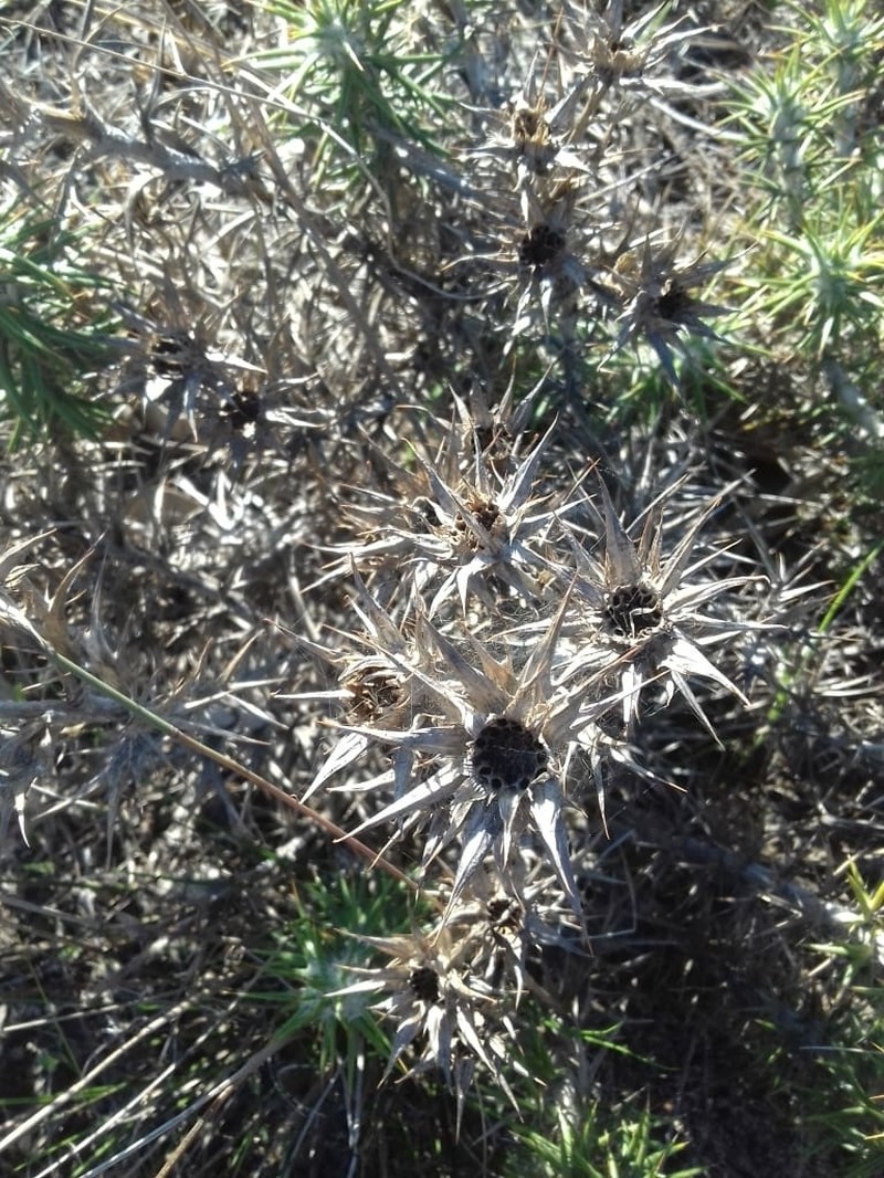 Heterorhachis aculeata photo 8