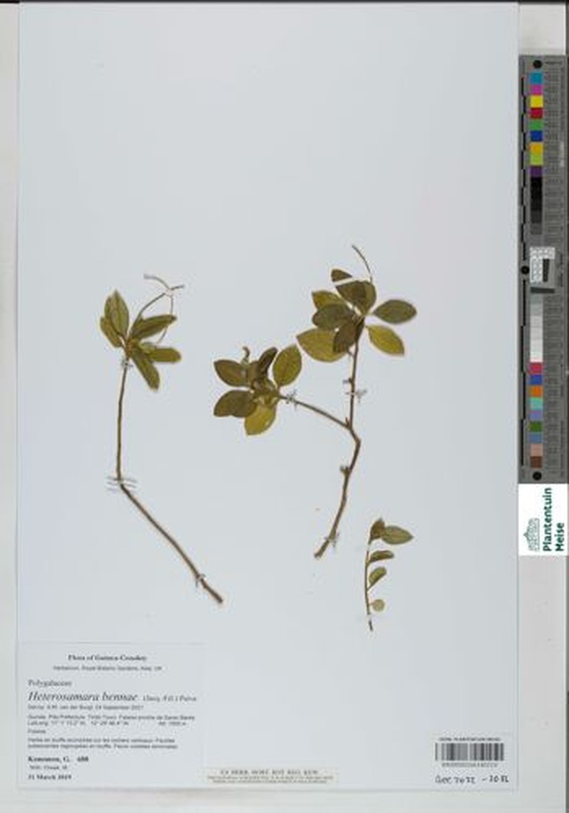 Heterosamara bennae