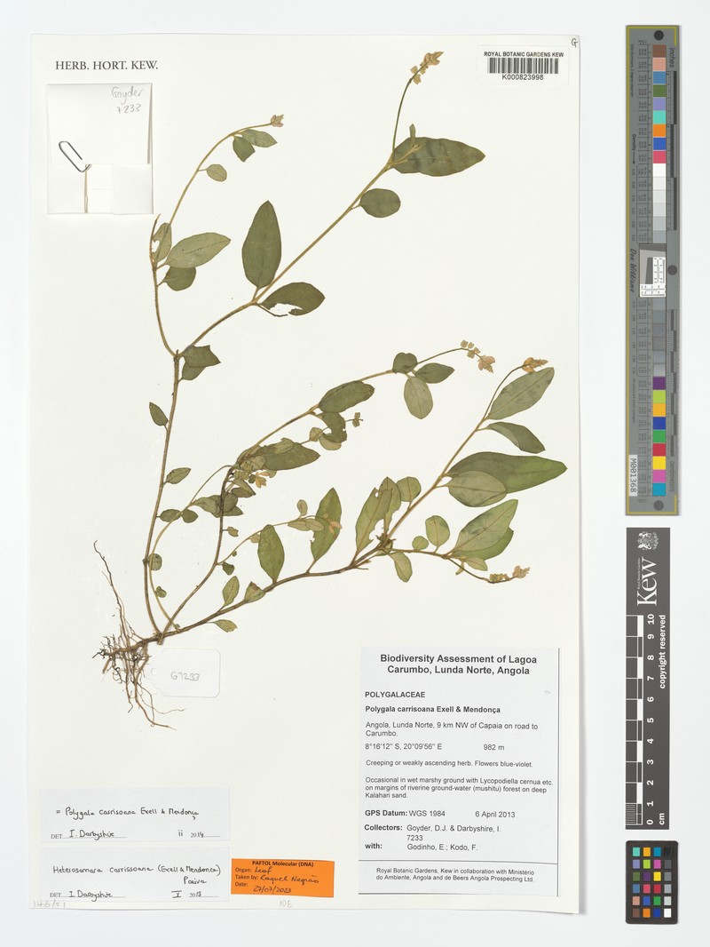 Heterosamara carrissoana