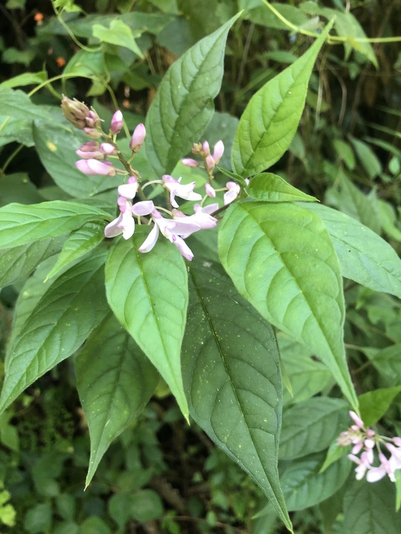 Heterosamara galpinii