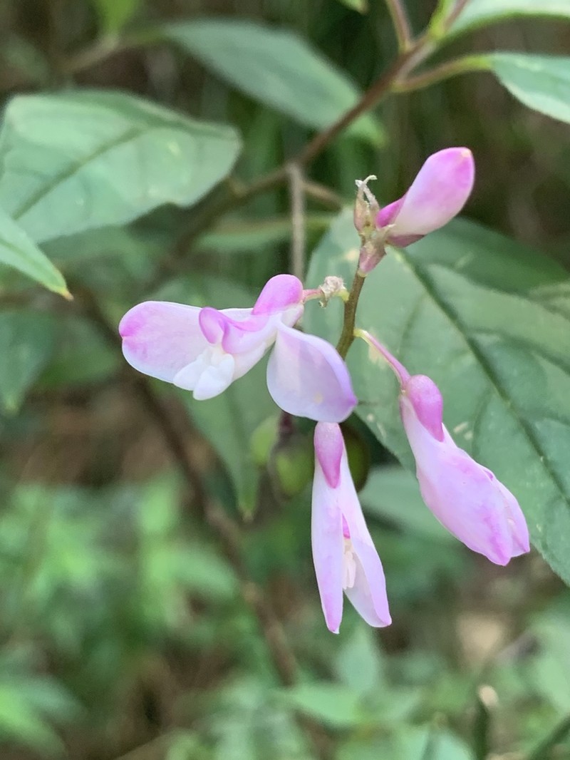 Heterosamara galpinii photo 2