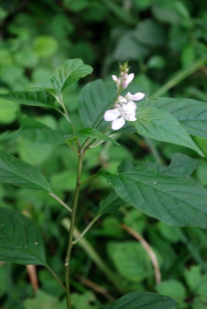 Heterosamara galpinii photo 3