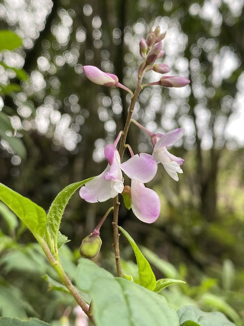 Heterosamara galpinii photo 4