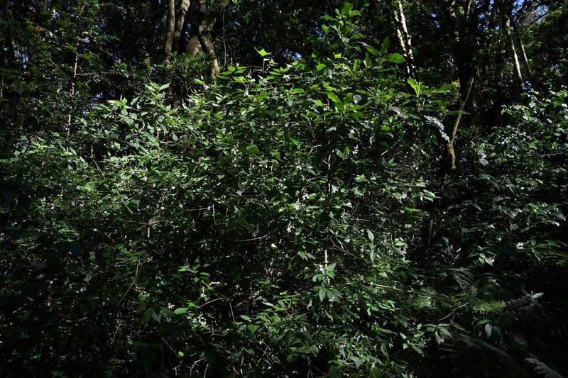 Heterosamara galpinii photo 5