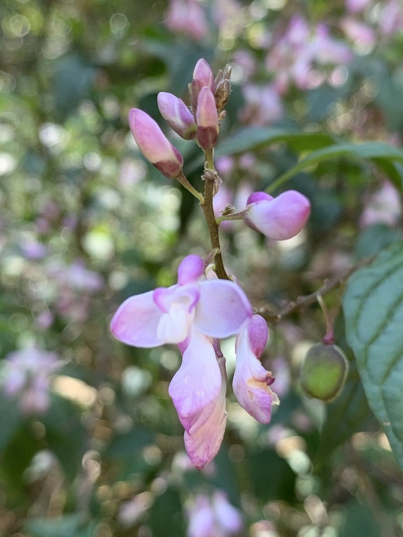 Heterosamara galpinii photo 6