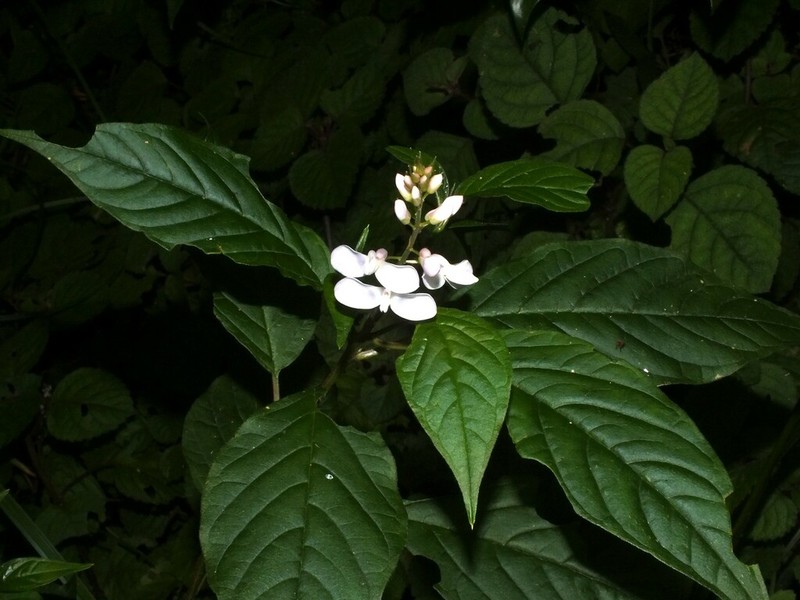 Heterosamara galpinii photo 7