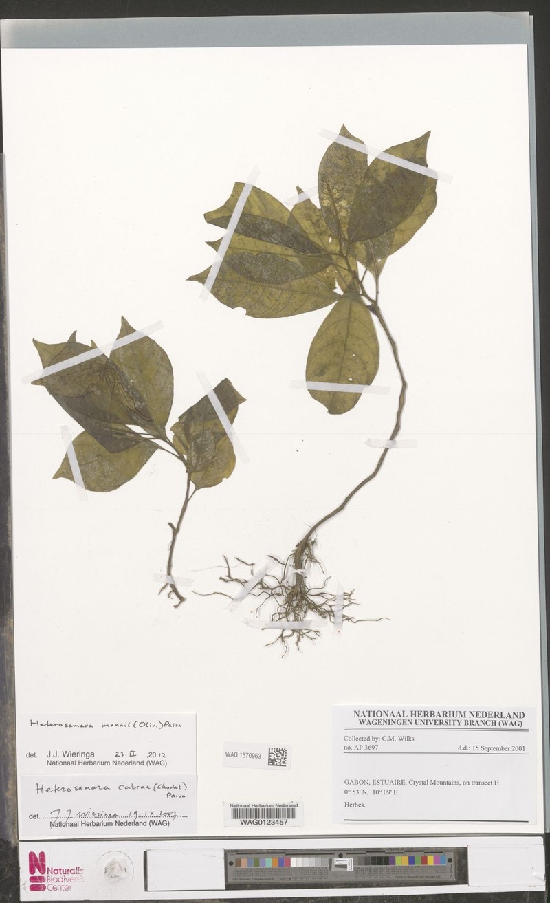 Heterosamara mannii