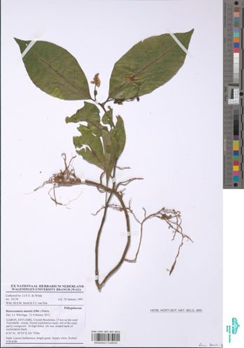 Heterosamara mannii photo 2