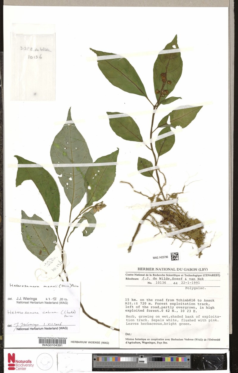 Heterosamara mannii photo 3