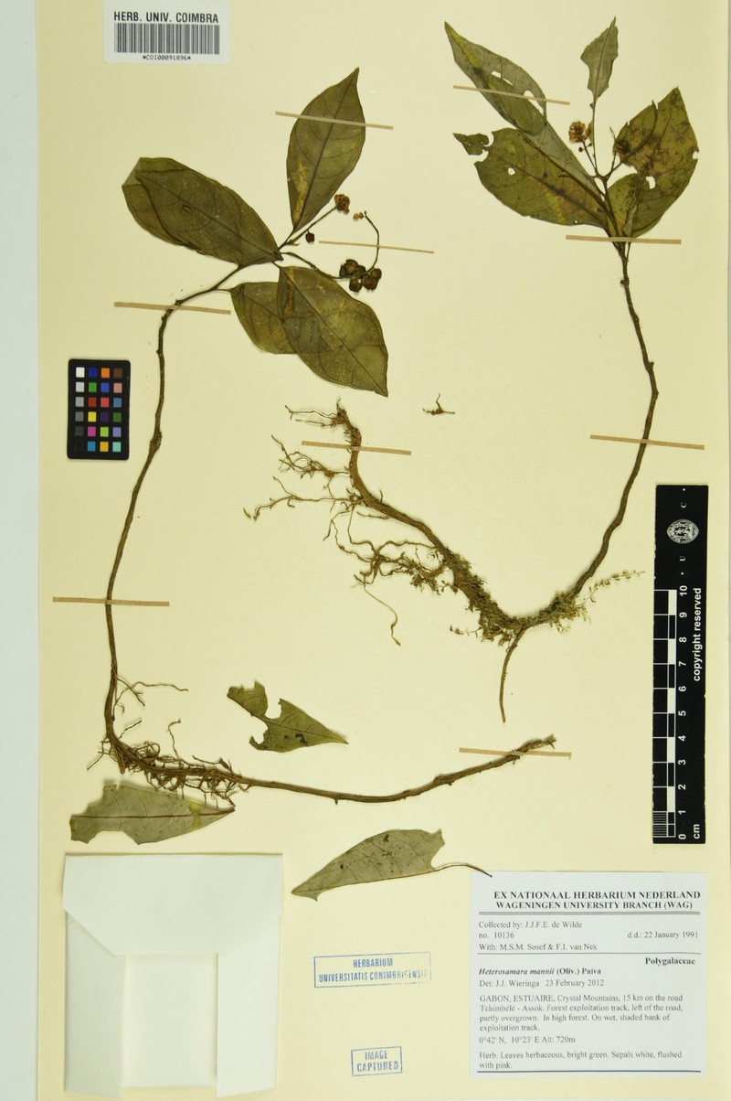 Heterosamara mannii photo 4