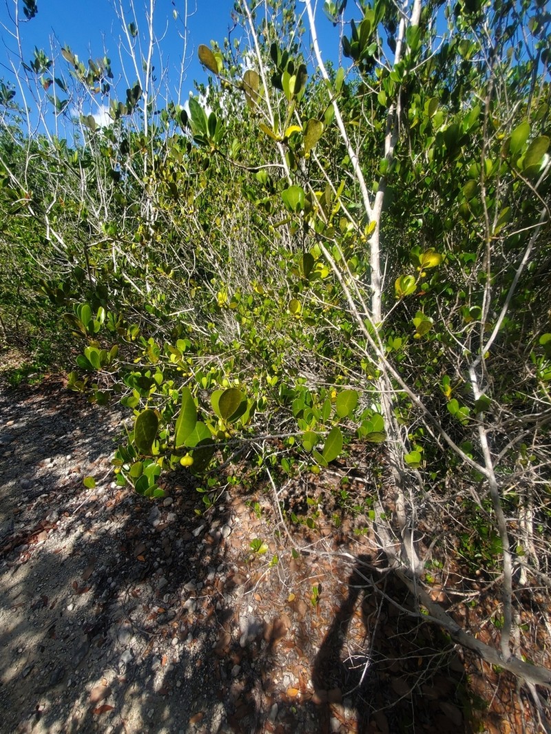 Bahama Maidenbush photo 4