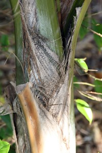 Heterospathe elata