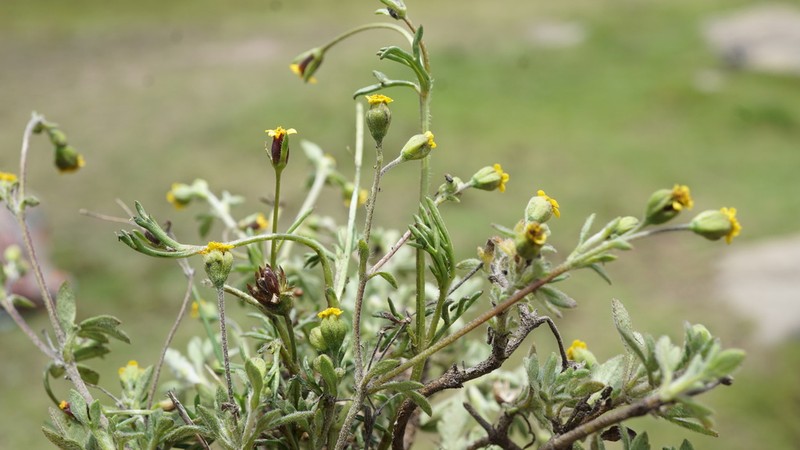 Heterosperma achaetum