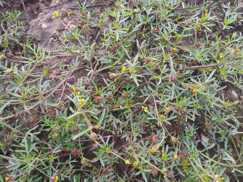 Heterosperma achaetum photo 2