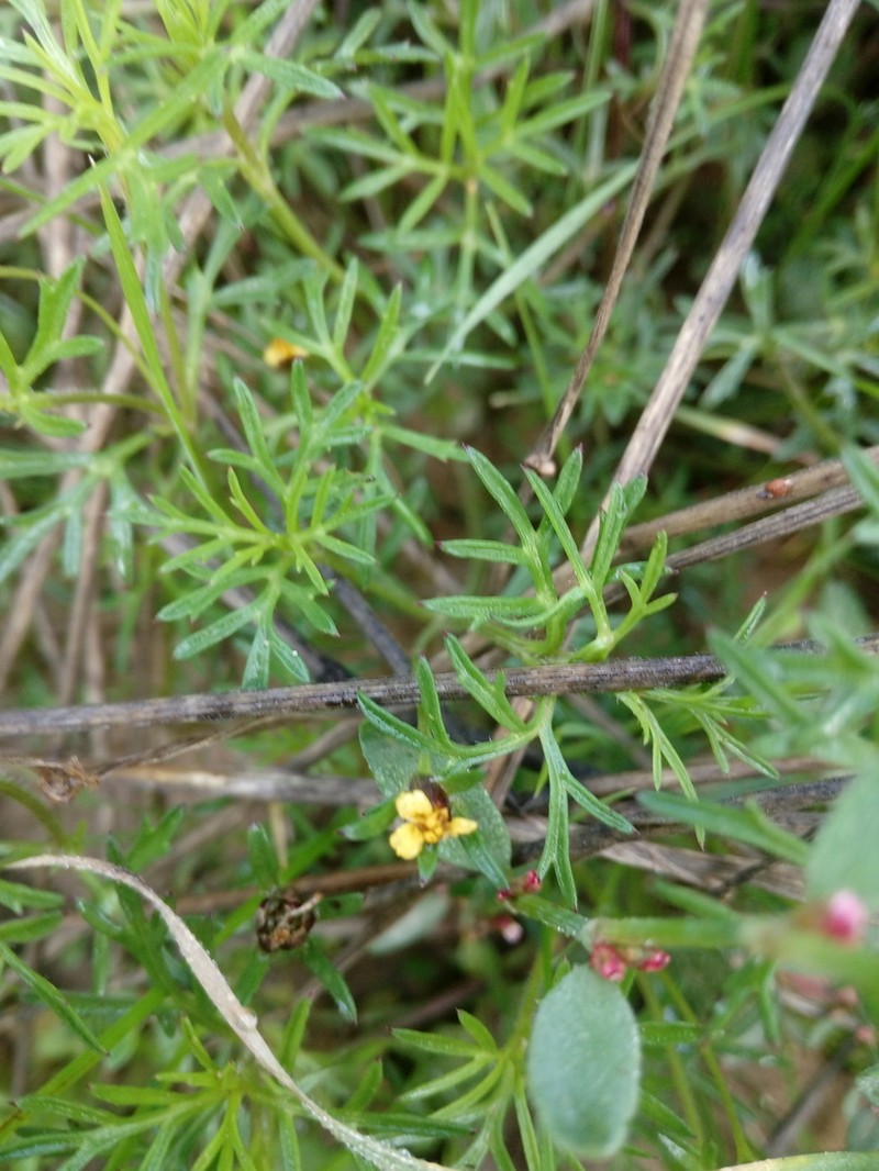 Heterosperma achaetum photo 4