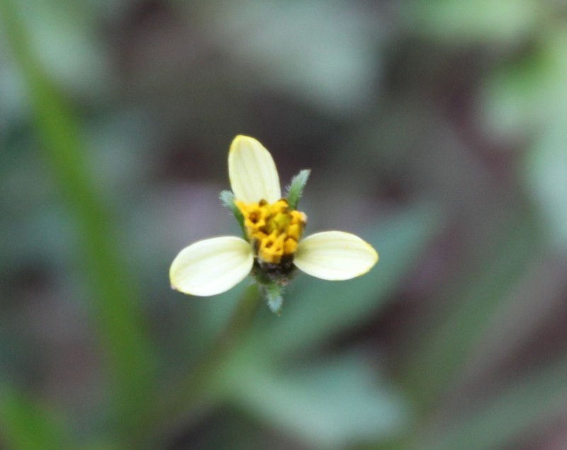 Heterosperma achaetum photo 5