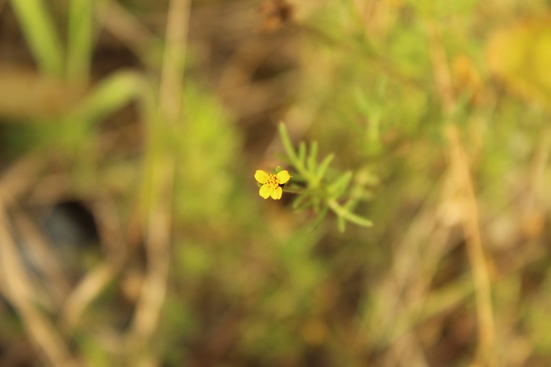 Heterosperma achaetum photo 6