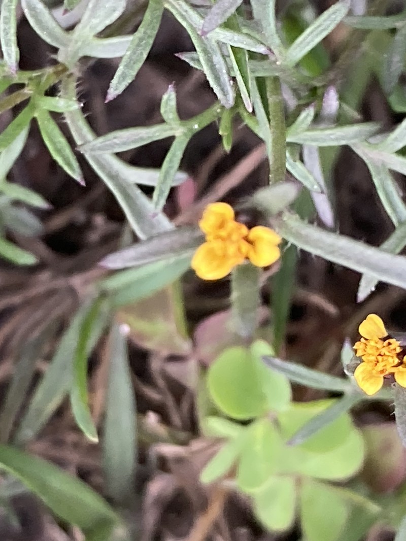 Heterosperma achaetum photo 7