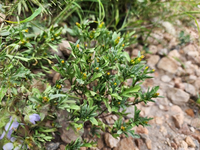 Heterosperma diversifolium