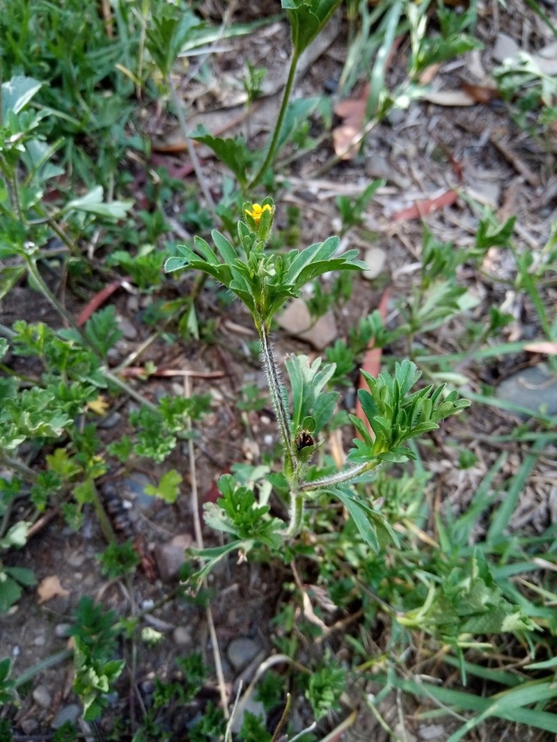 Heterosperma diversifolium photo 2
