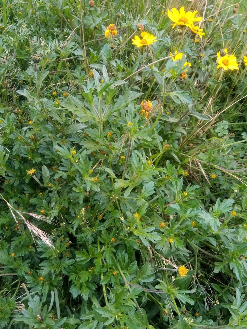 Heterosperma diversifolium photo 3