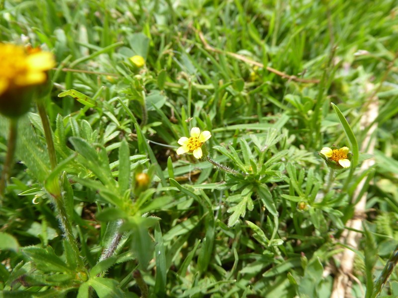 Heterosperma diversifolium photo 4