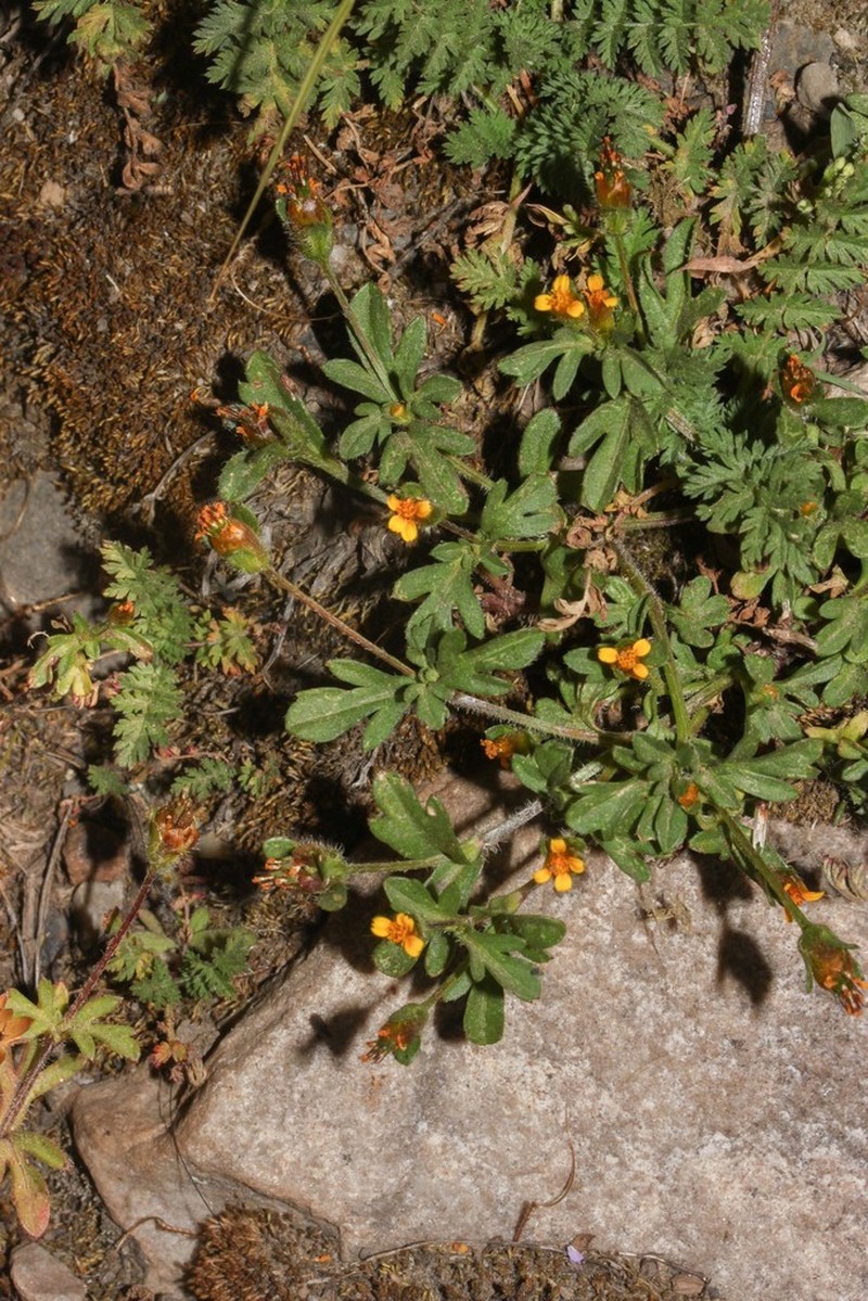 Heterosperma diversifolium photo 5