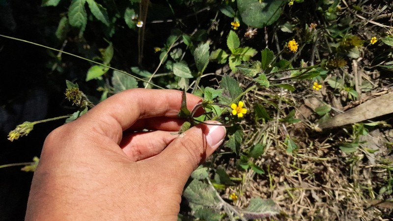 Heterosperma diversifolium photo 6
