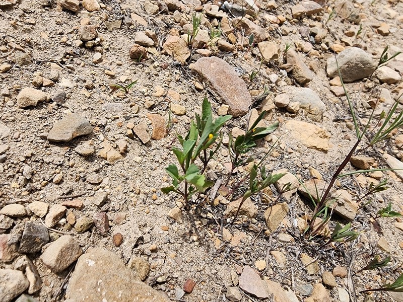Heterosperma diversifolium photo 7