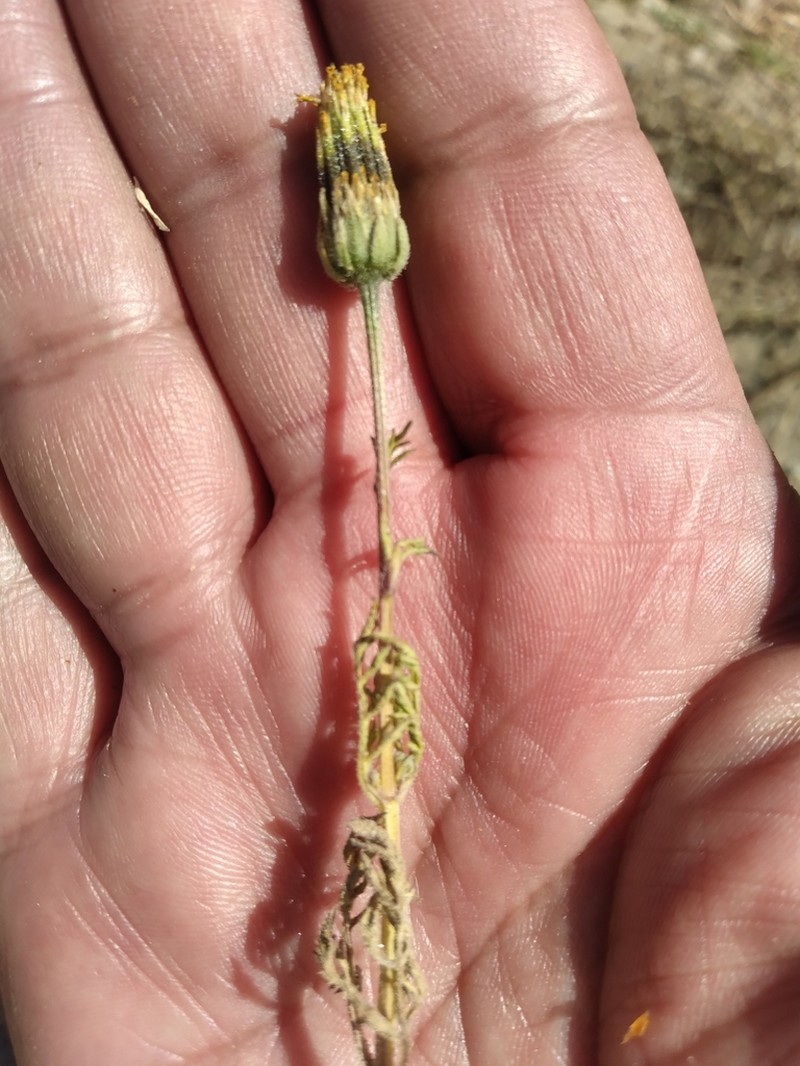 Heterosperma diversifolium photo 8