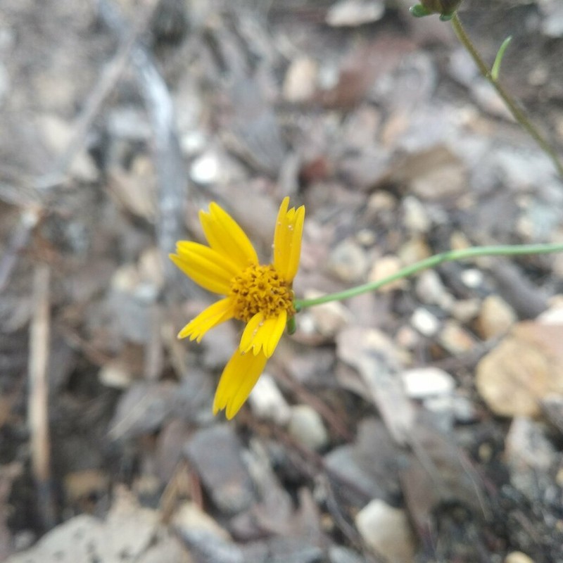 Heterosperma mexicanum