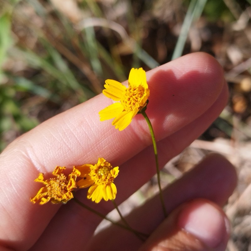 Heterosperma mexicanum photo 3
