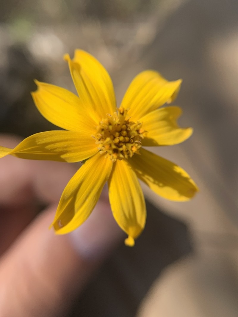 Heterosperma mexicanum photo 4