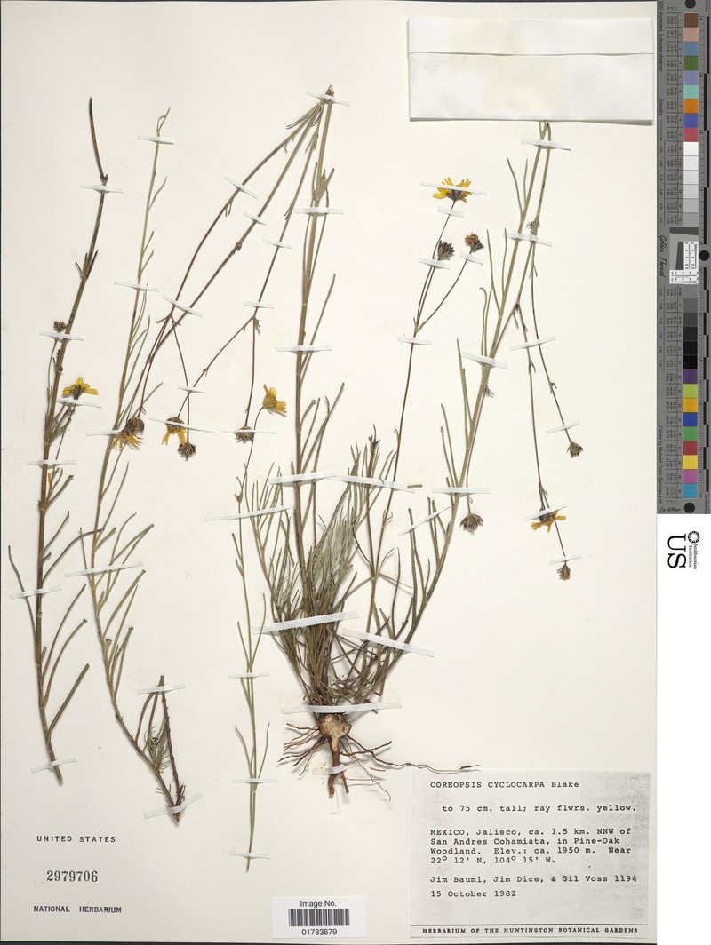 Heterosperma mexicanum photo 7