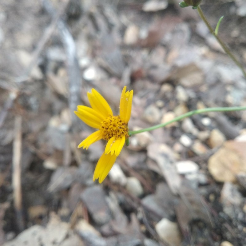 Heterosperma mexicanum var. pinnatisectum
