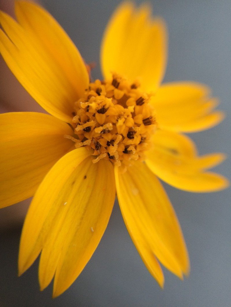 Heterosperma mexicanum var. pinnatisectum photo 2
