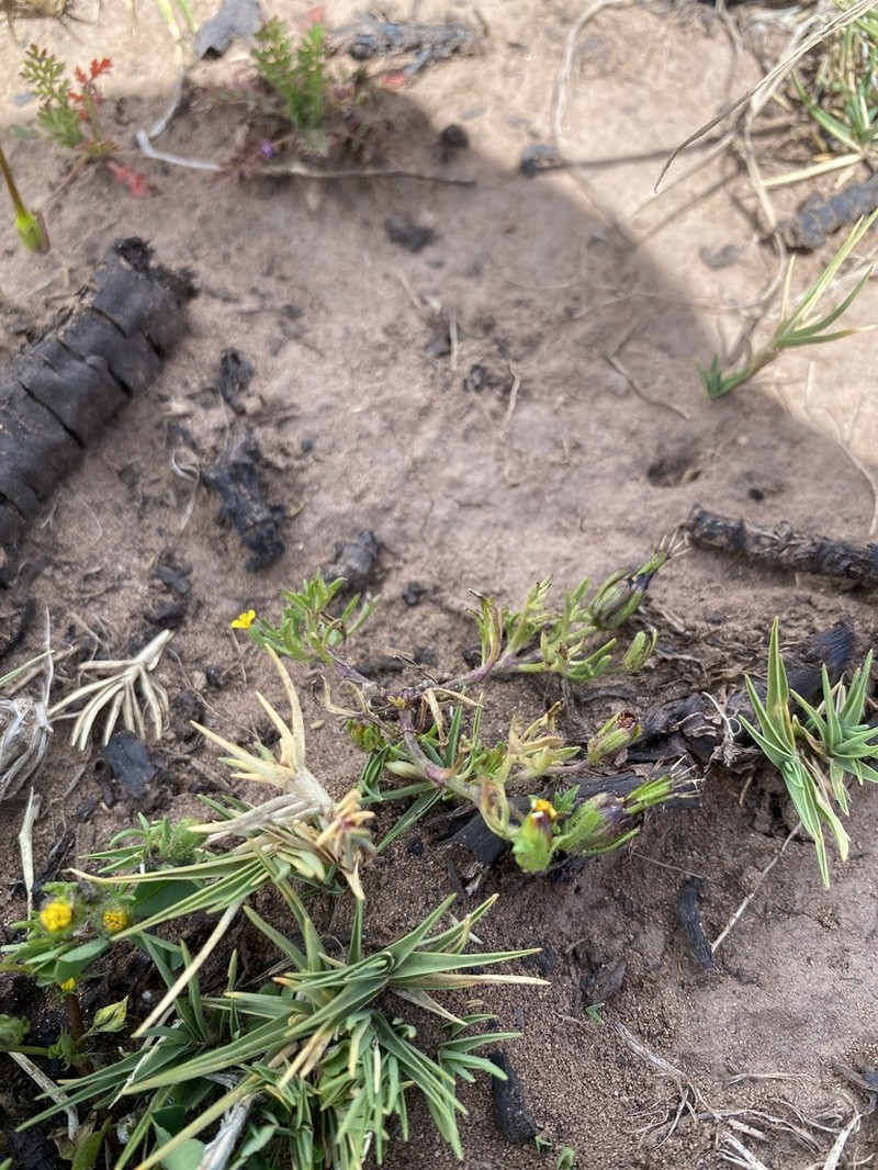 Heterosperma nanum