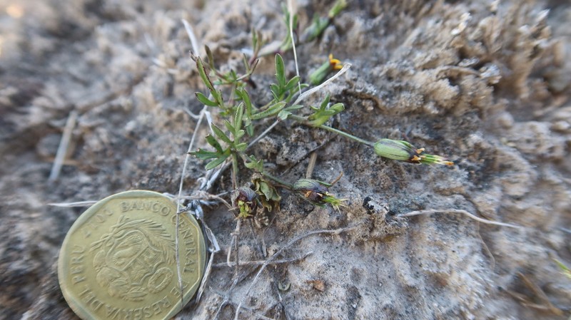 Heterosperma nanum photo 2