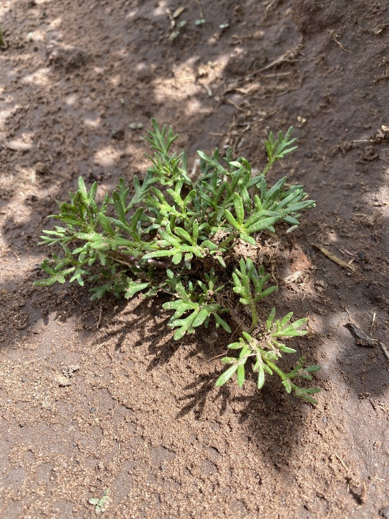 Heterosperma nanum photo 3