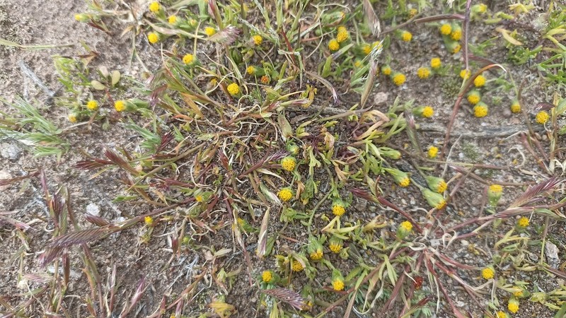 Heterosperma nanum photo 4