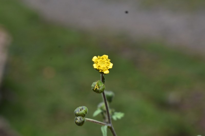 Heterosperma nanum photo 5