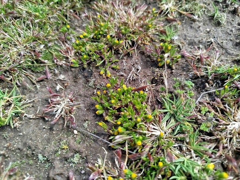 Heterosperma nanum photo 6