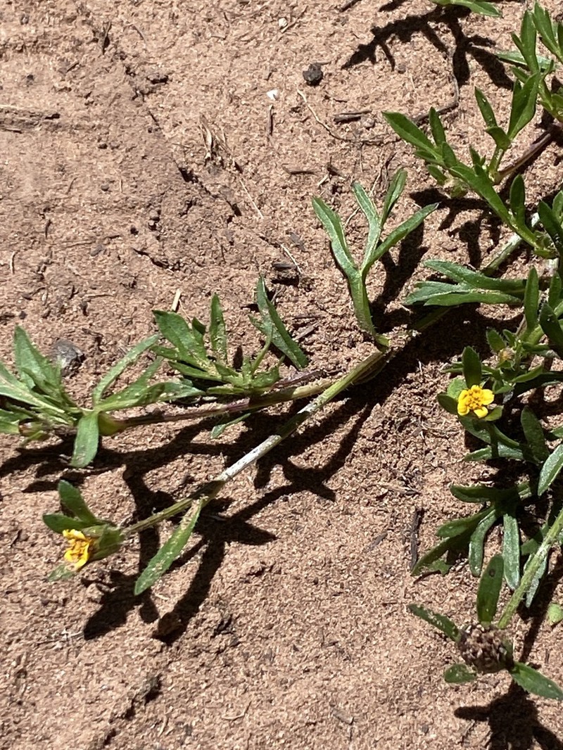Heterosperma nanum photo 7
