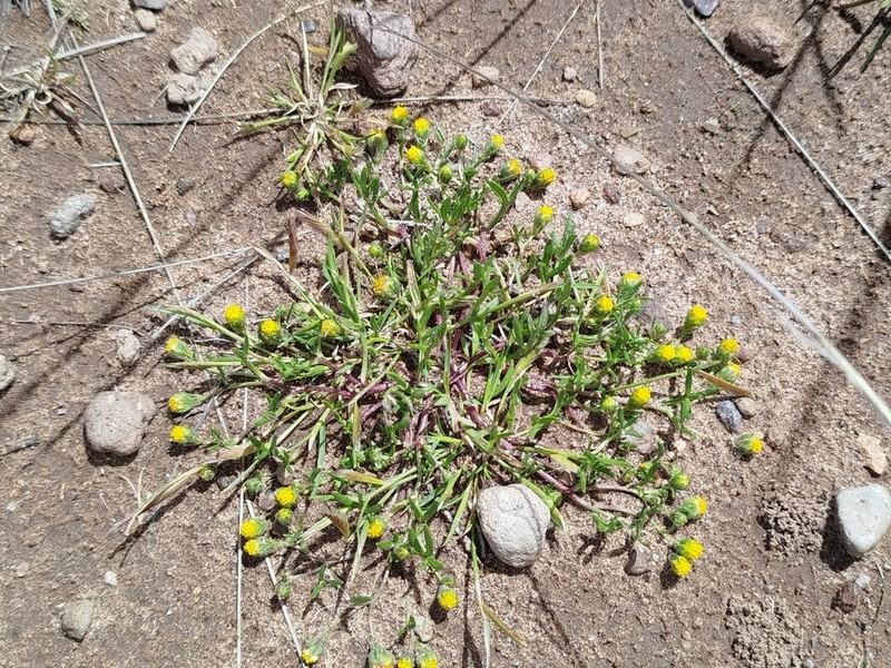 Heterosperma nanum photo 8