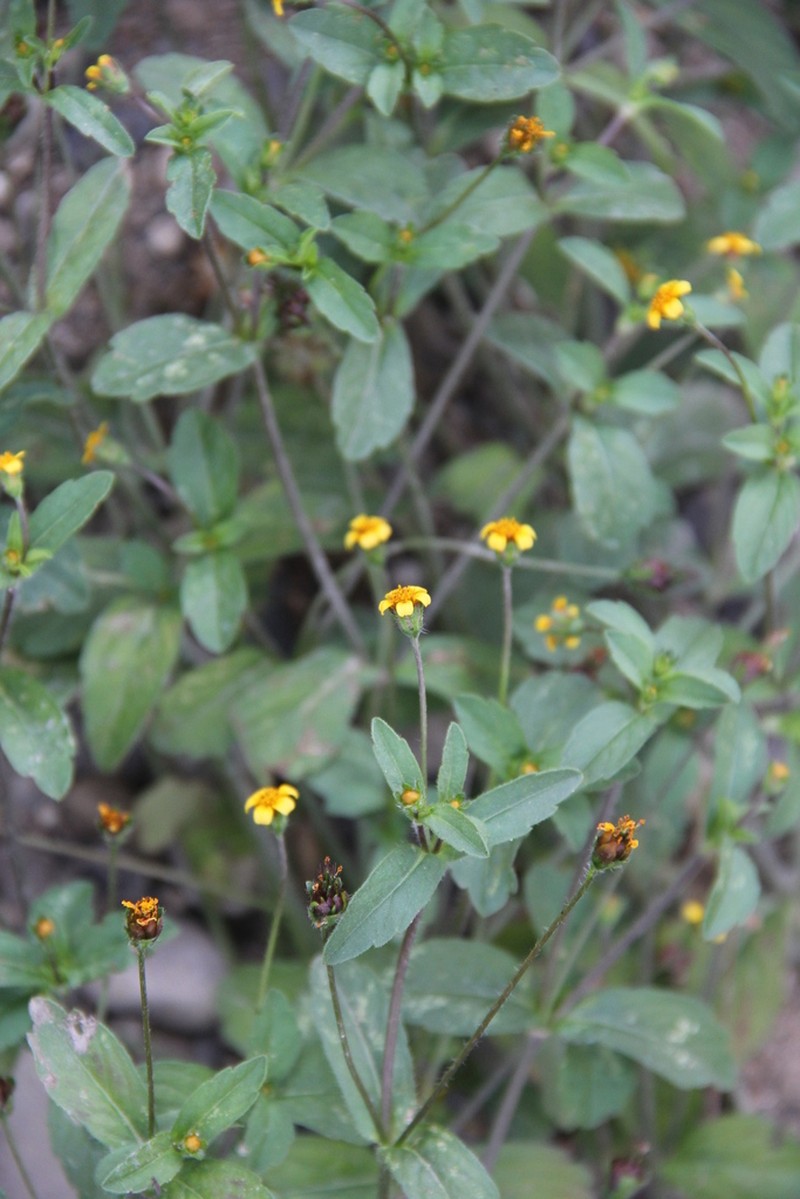Heterosperma ovatifolium