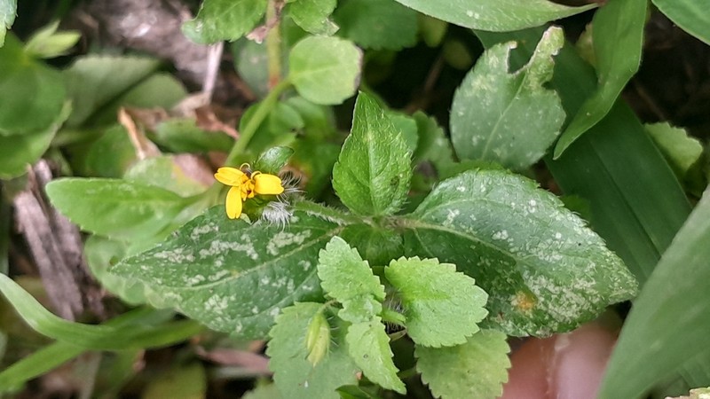 Heterosperma ovatifolium photo 2