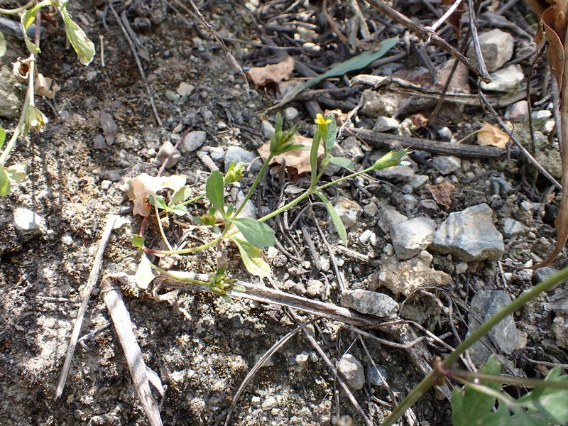 Heterosperma ovatifolium photo 3