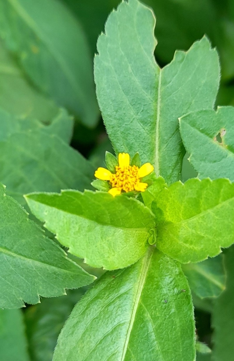 Heterosperma ovatifolium photo 4